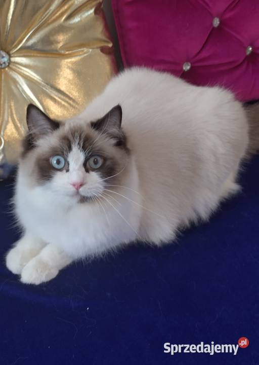 Kotka ragdoll 2 letnia zabiegu sterylizacji Wrocław