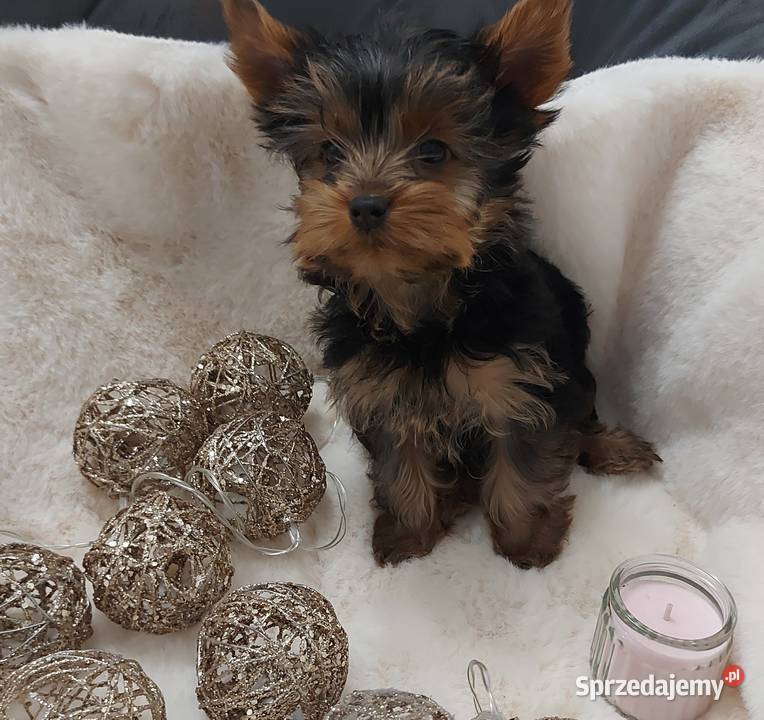 Mała dziewczynka yorkshire terrier Brzeg Dolny sprzedam