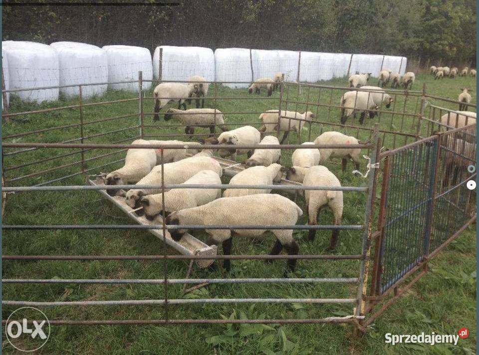 Sprzedam Jagniecina branina Jagnieta rzeźne do