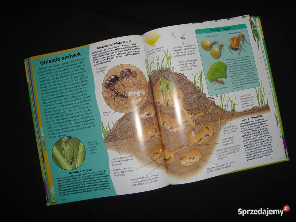 Świat Owadów album Natura z fotoopisem Encyklopedie, słowniki i atlasy Książki dla dzieci śląskie Tychy