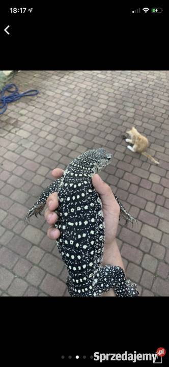 Vniloticus waran nilowy Łódź