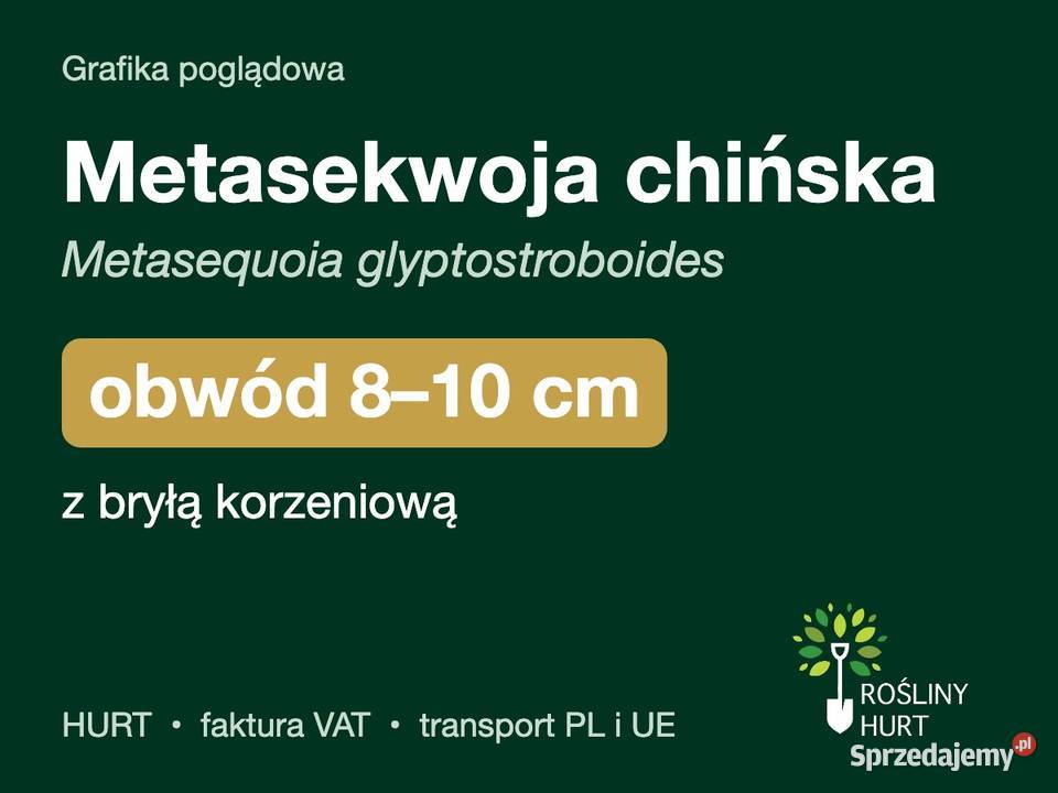 Metasekwoja chińska obwód 810 z bryłą HURT
