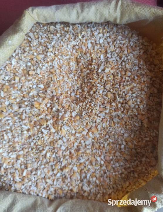 Kukurydza sucha suszona 100 ton