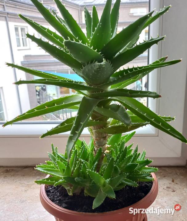 Aloes sukulent kaktus Poznań sprzedam