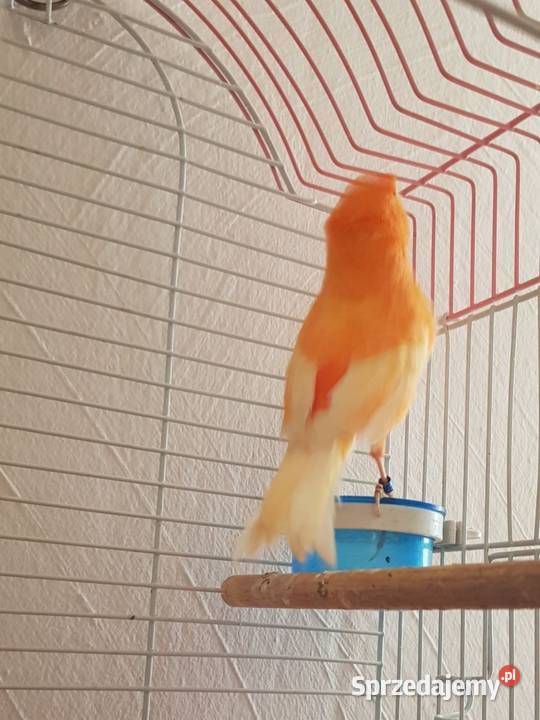 Kanarek samczyk dolnośląskie Lwówek Śląski