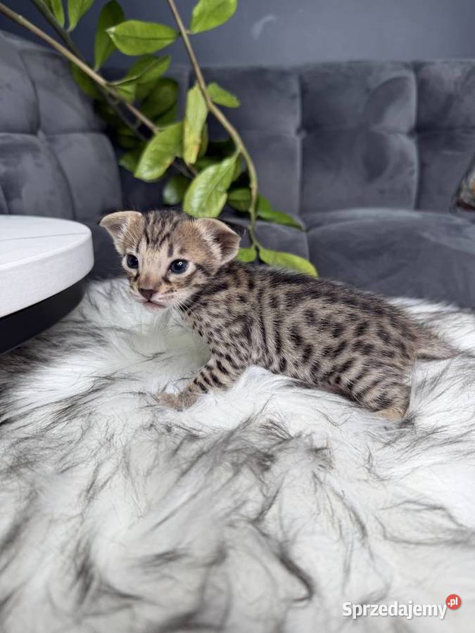 Złota samica Savannah F6 małopolskie Kraków sprzedam