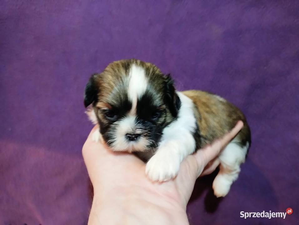Shih TZU Shitzu łódzkie Żychlin sprzedam