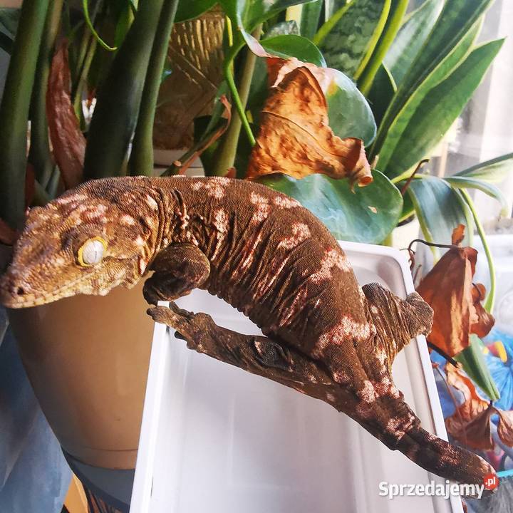 Gekon Olbrzymi Rhacodactylus Lechianus małopolskie Kraków