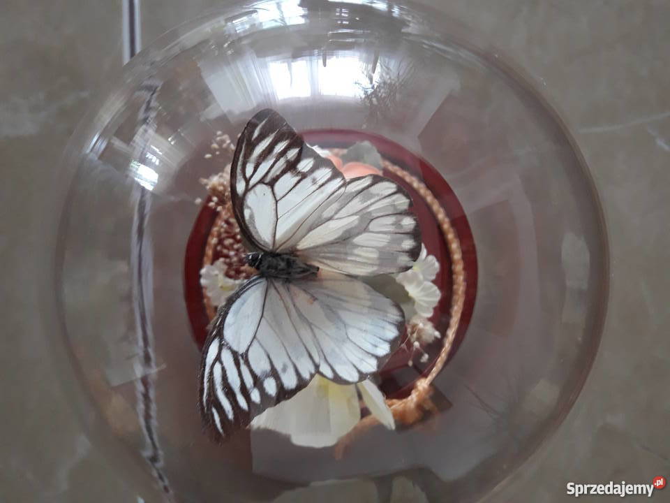 Wieczne motyle pod szklaną kopułą Janów Lubelski