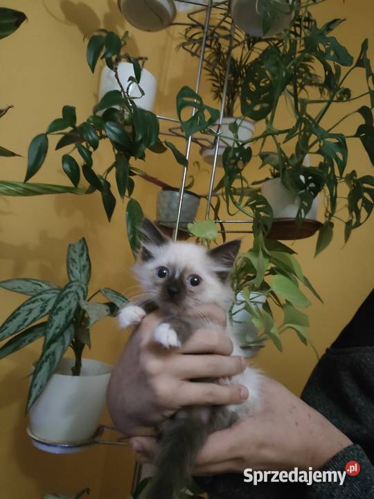 Kotek Syberyjski Neva masquard Bydgoszcz