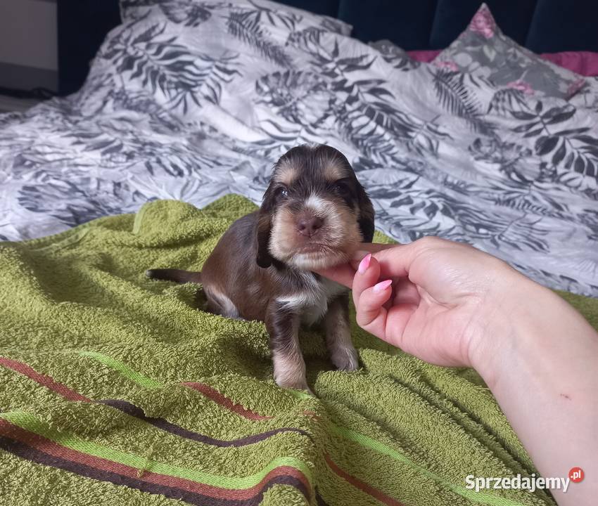 Cocker Spaniel Angielski Piesek Jutrosin