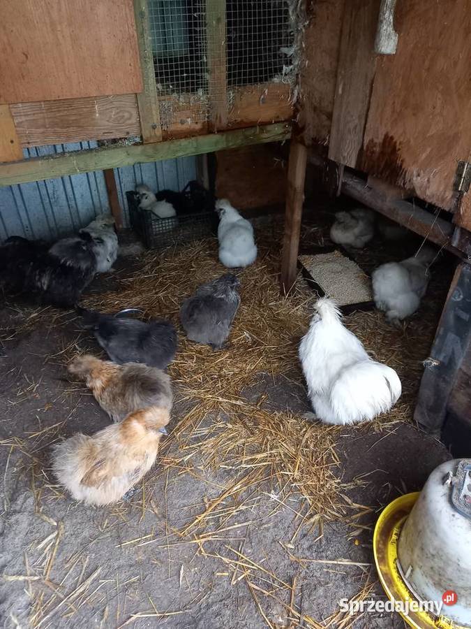 sprzedam kurki koguciki ozdobne Włocławek sprzedam