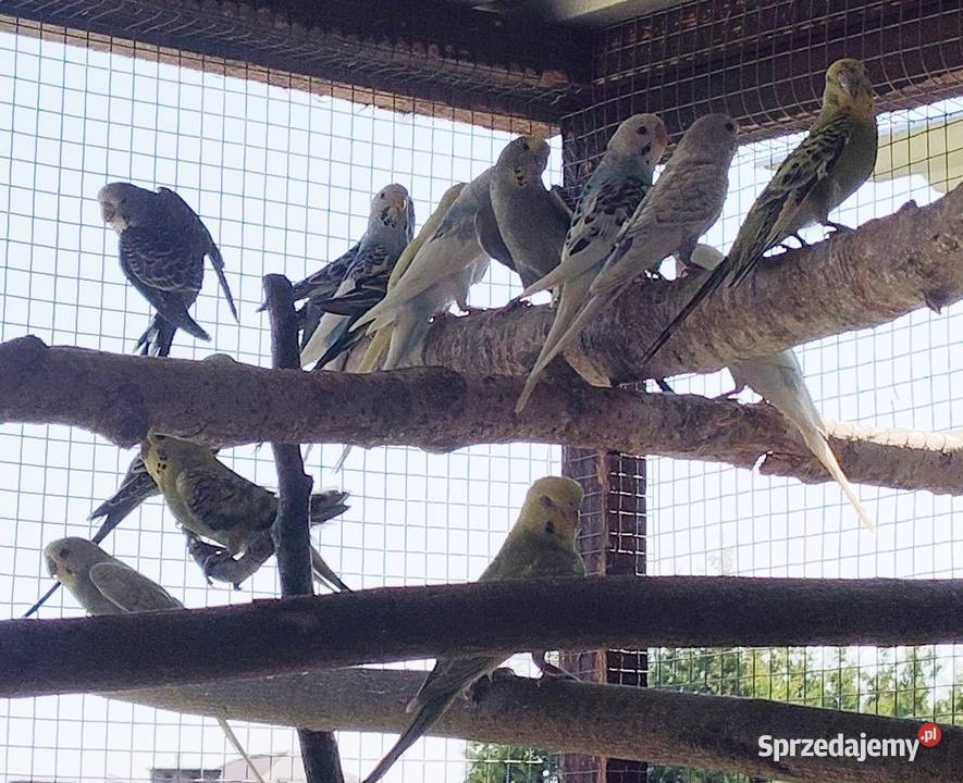 Papugi faliste Ptaki małopolskie Wieliczka