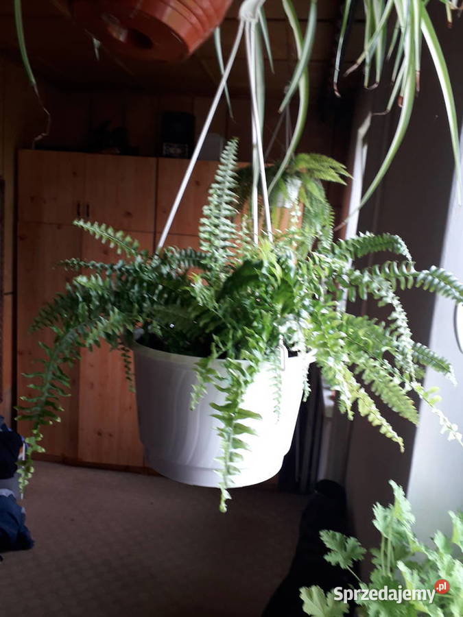 Paprotka kwiat doniczkowy Skoczów