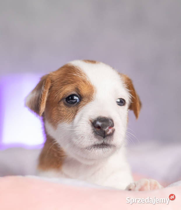 Gładkowłosa suczka ZKwP FCI Warszawa