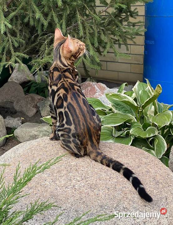 Kocurek Bengalski w opcji Hodowlanej Rodowód Dzierżoniów