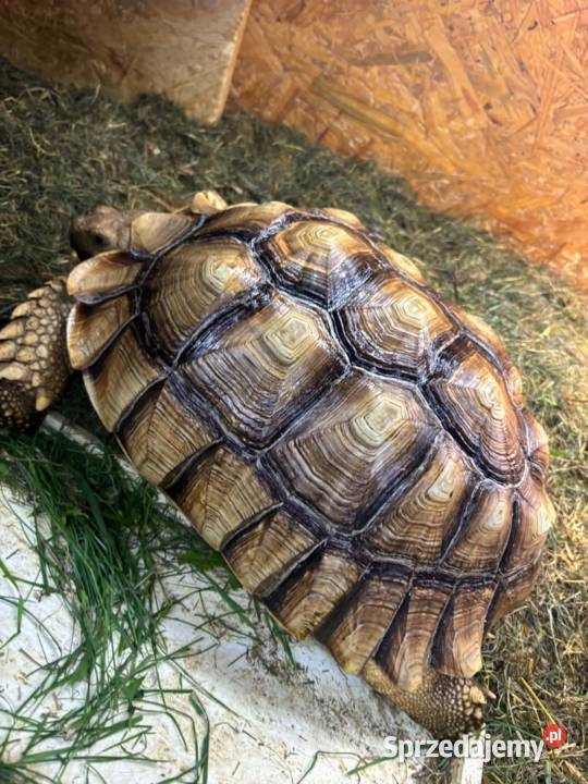 Centrochelys sulcata żółw pustynny małopolskie Miechów