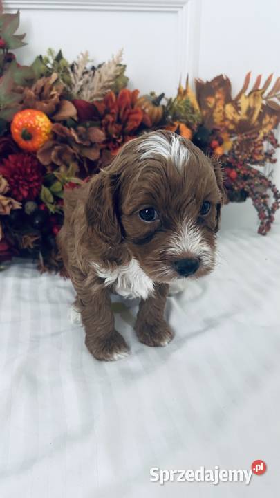 Urocze Maltipoo Czudec