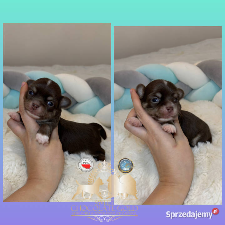 Chihuahua piesek krótkowłosy Choco Tan badania sprzedam