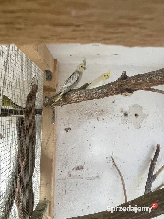 Nimfy 2025 Kluczbork