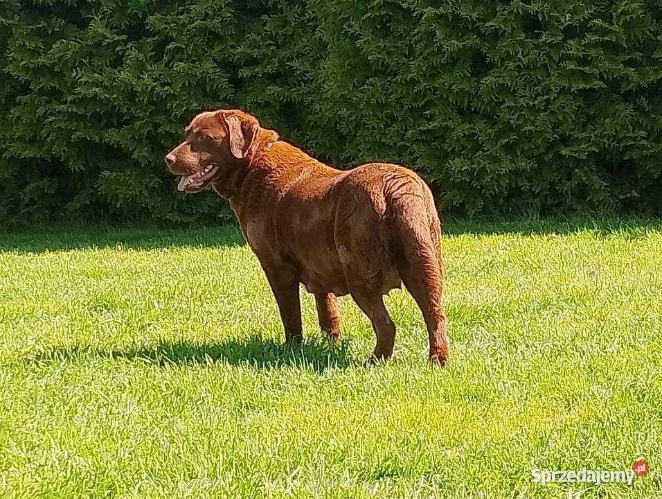 Szczeniaki Labrador Retriever Odolanów