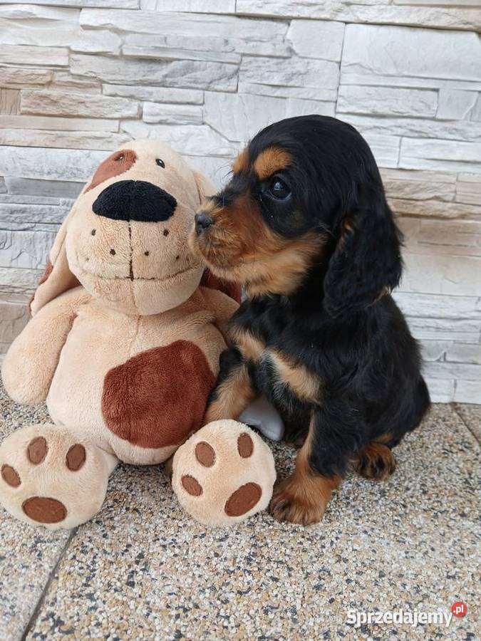 Śliczny piesek Cocker Spaniel Angielski łódzkie Sieradz