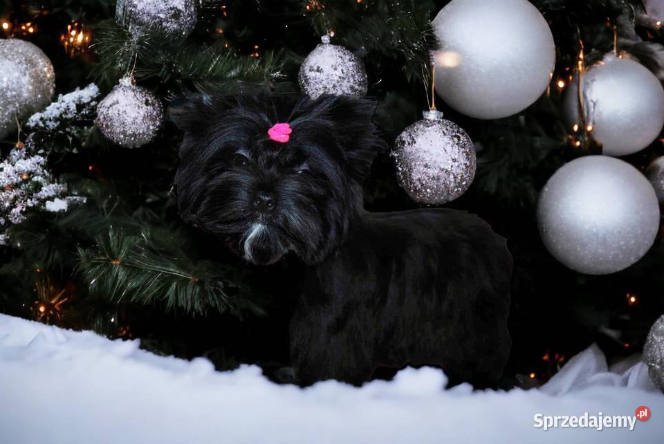 Mini pieski black Rybnik sprzedam