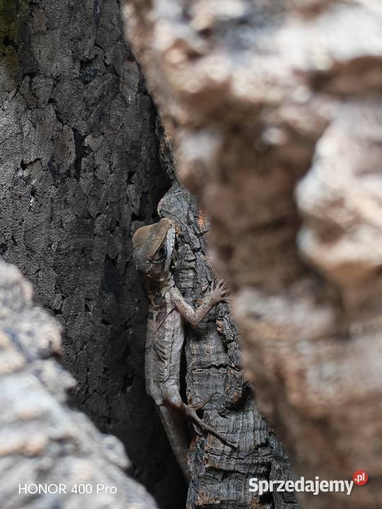 Bazyliszek Płatkogłowy Gady i płazy Zwierzęta Oława sprzedam