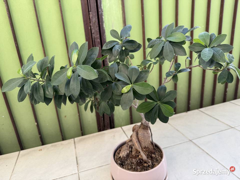 Fikus Bonsai doniczka