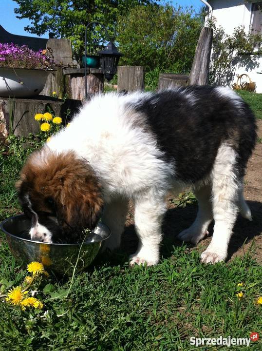 Szczeniaczek Sunia Mieszaniec Bernardyna Turek