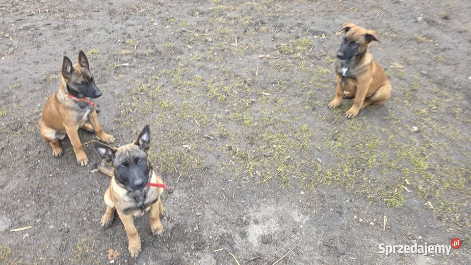 Owczarek belgijski Skierniewice