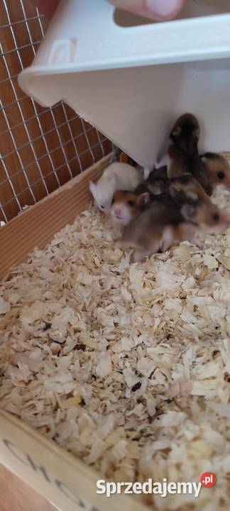 Małe chomiczki syryjskie długowłose zachodniopomorskie Goleniów