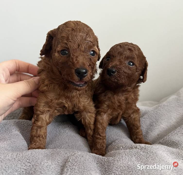 Szczeniaki Pudel Red Toy Pozostałe Nidzica