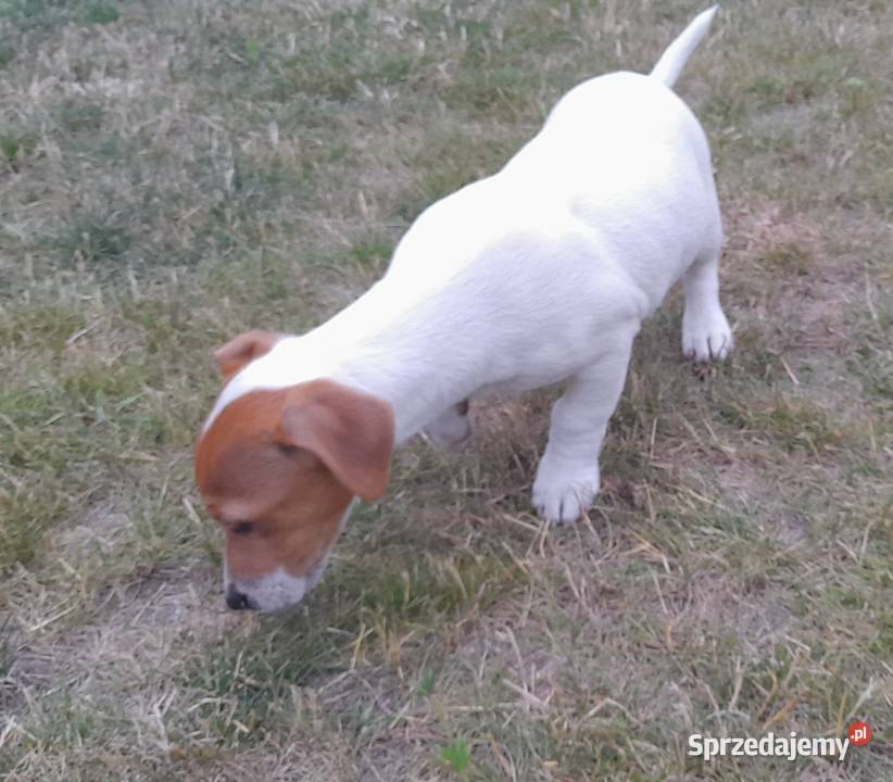 Jack Russell Terrier gotowe do odbiuru Zwoleń