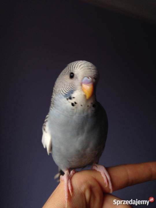RĘCZNIE KARMIONE PAPUGI FALISTE Góra