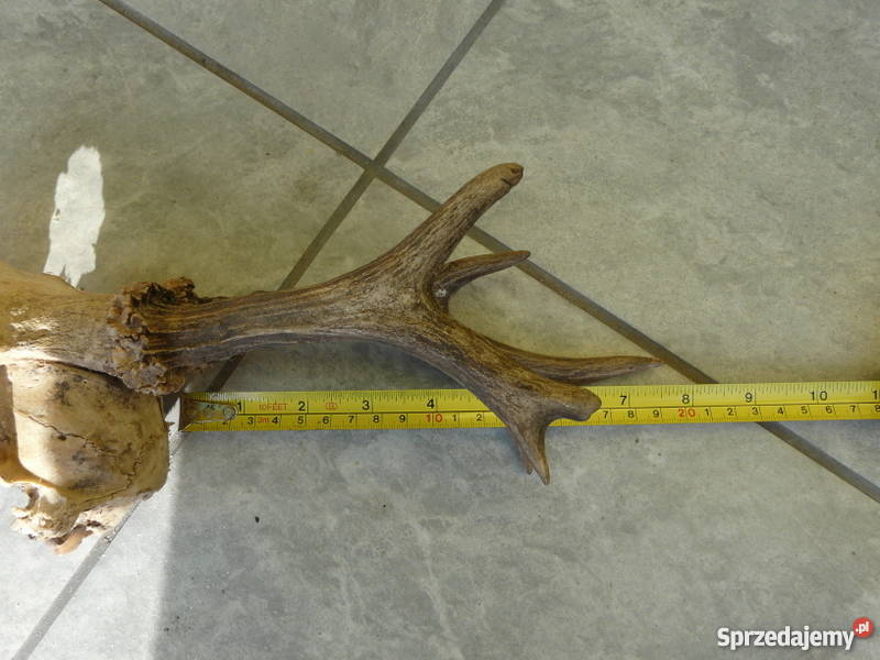 Poroże Pozostałe Świebodzin