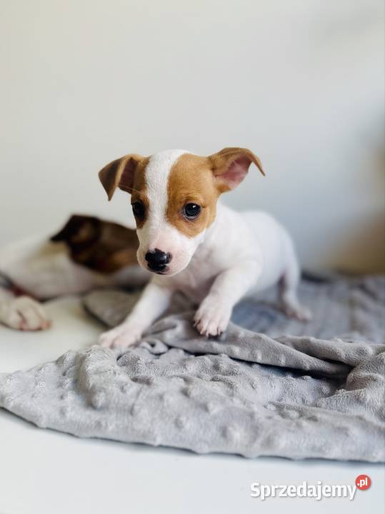 Uroczy Jack Russell Terrier z rodowodem Poznań