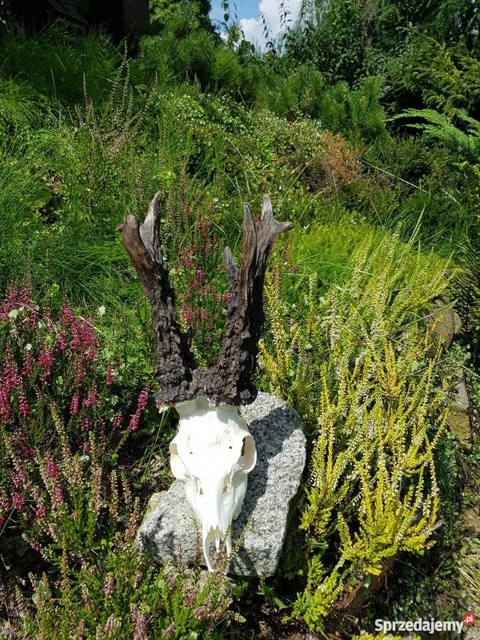 PAROSTKI REKORD ŚWIATA śląskie Orzesze