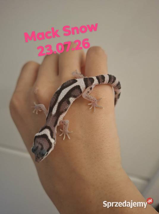 Gekony Lamparcie Mack Snow Mack Snow Tangerine Ruda Śląska