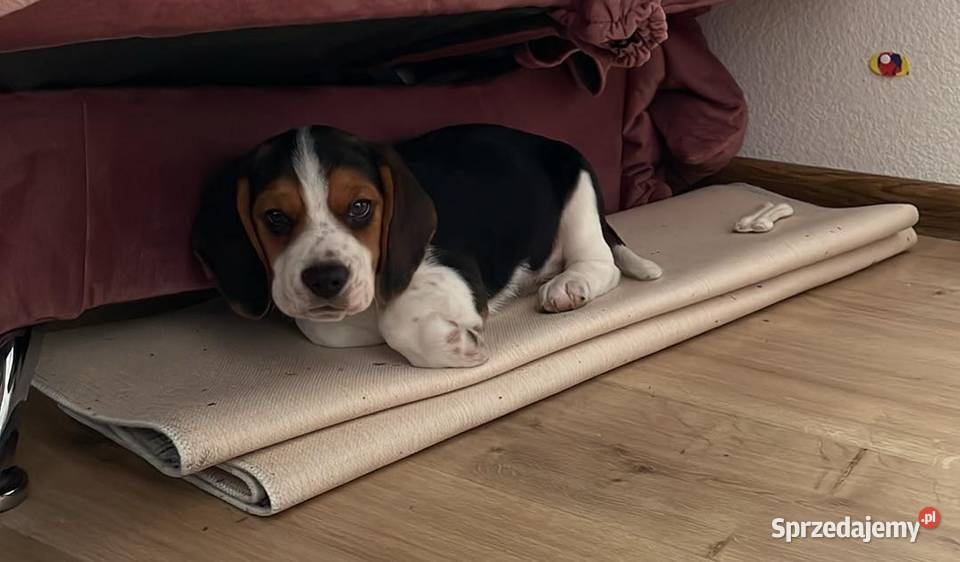 Szczeniak Beagle 9 tygodniowy z rodowodem z Śrem