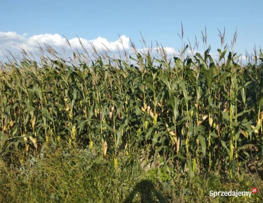 Kukurydza 39 ha Zawady Dworskie