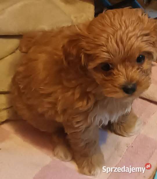Sprzedam pieskasuczkę rasy maltipoo zaczipowana