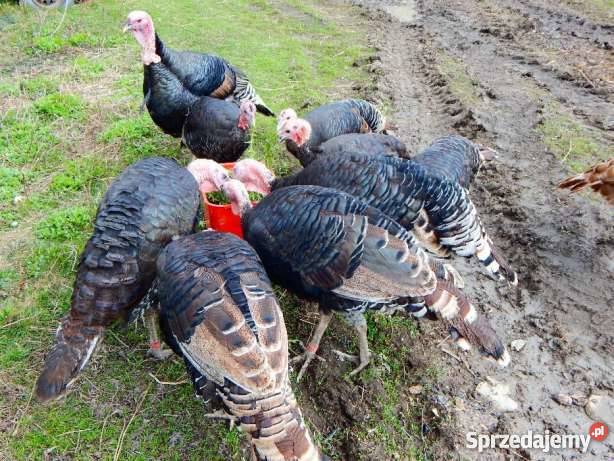 INDORY MŁODE Słomniki