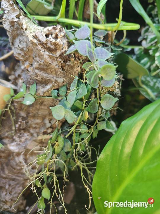 Rośliny terrarium Terrarystyka Białystok