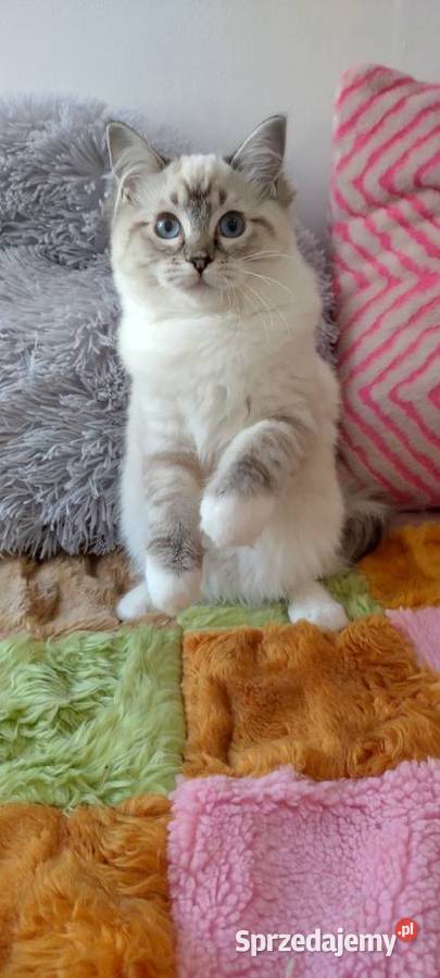 Kotka ragdoll niesteryliz Wrocław rodowód FPL
