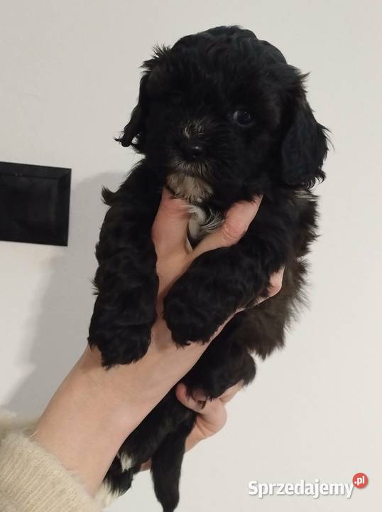 Shihpoo samiec Shihtzu tricolor pudel miniatura Lutoryż