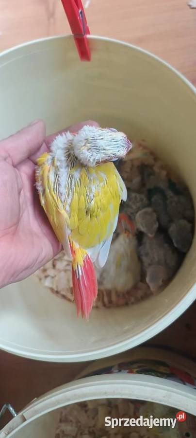 Papugi rudosterki ręcznie karmione