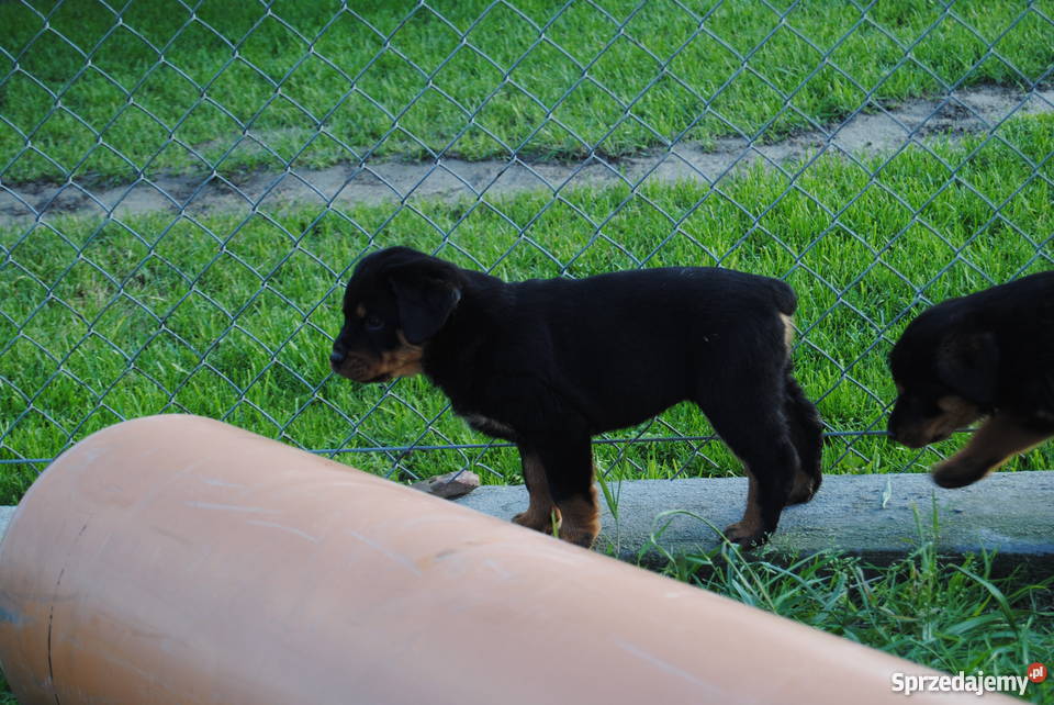 Rottweiler szczeniaki do oddania Bąków sprzedam