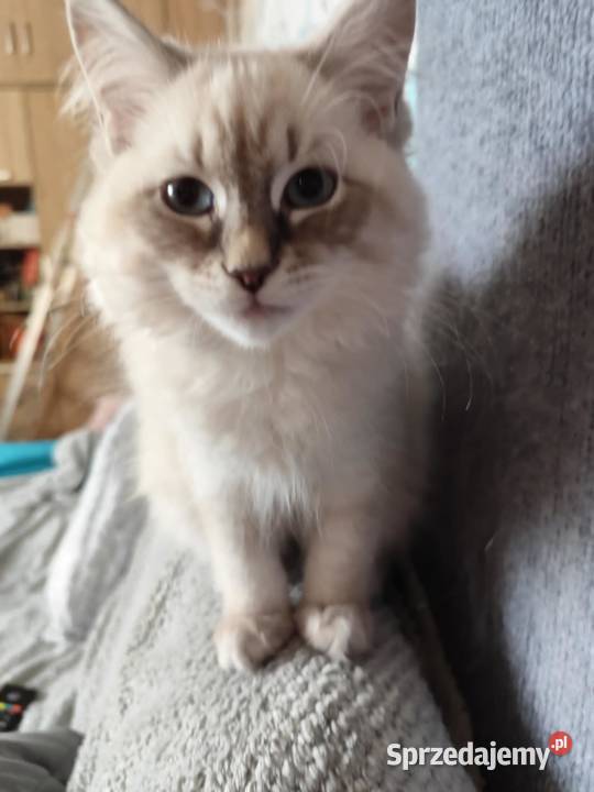 Kotki Neva masquerade FifeFPL mazowieckie Żyrardów