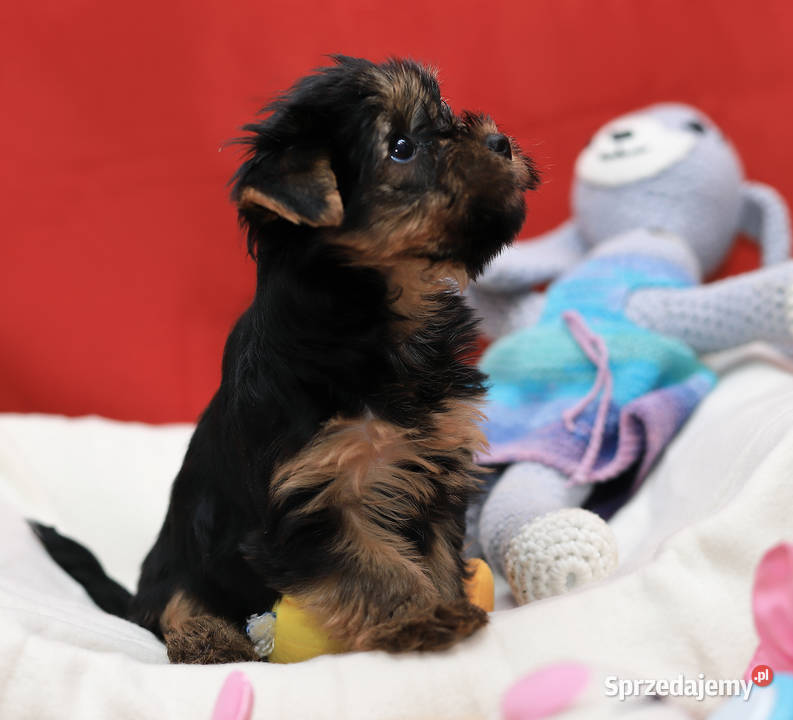 Alutka i siostry Yorkshire Terrier czekają na